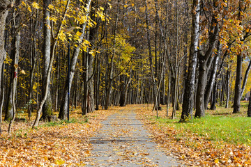Obraz premium picturesque autumn Park, path in fallen yellow leaves