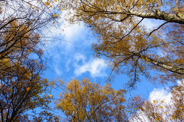 tree tops with yellow leaves and blue sky with clouds