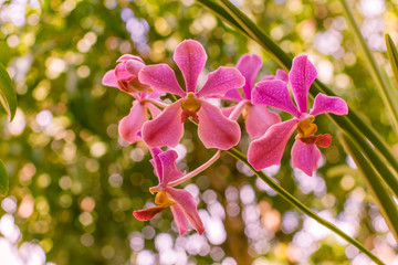 pink orchid flower in nature fresh blooming orchid bud wet after rain