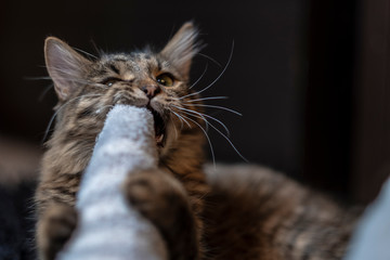 Siberian cat playing with his leg, biting his sock.