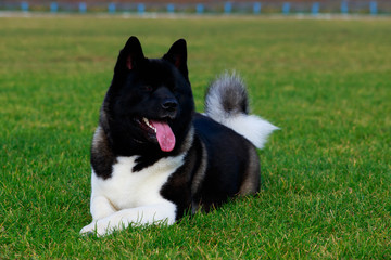 Dog breed American Akita