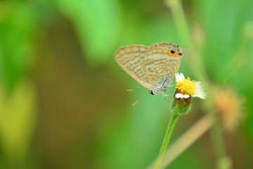 Small and Close-up Butterfly on the rest situation