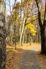 landscape autumn Park, path in fallen yellow leaves, sunlight. birch trunk
