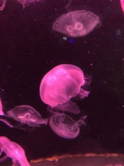 blue jellyfish in water
