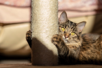 Siberian cat with green eyes lies next to the scratching post.