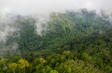 Low clouds and fog forming above mountainous tropical rainforest