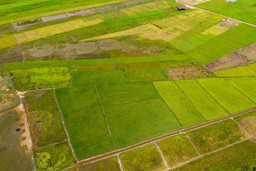 Aerial drone view of beautiful rice paddys on the Thai island of Koh Yao Noi