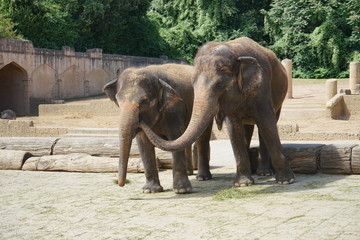 Fototapeta na wymiar Elefant6