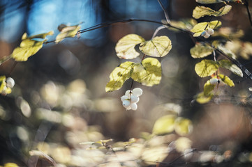 Snowberry. Shrub with decorative white berries. Shrub that blooms in the fall. retro-look
