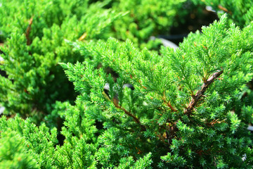 Top View of Green Background