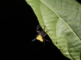 Yellow with balck dot , Spiny backed orb weaver(Gasteracantha cancriformis)
