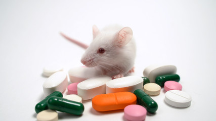 Experimental mouse and pills. Concept testing of drugs, laboratory animals, vitamins