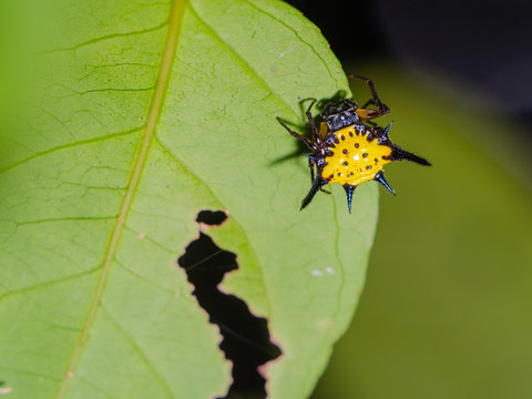 Yellow with balck dot , Spiny backed orb weaver(Gasteracantha cancriformis)
