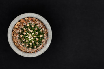 Spiny spherical cactus in a concrete pot on black background. Top view, stylish Echinocactus grusonii with white needles, thorns. For magazine cover, poster, or advertisement. Free space for text