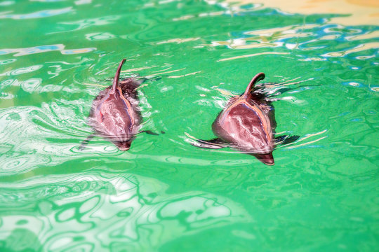 Cute dolphins in pool water in dolphinarium