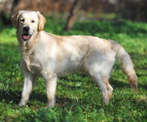 perro labrador