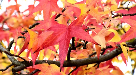 Kanadischer Amberbaum, der Herbst ist eingezogen, Banner