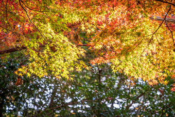 Beautiful red maple leaves in autumn sunny day, blue sky, close up, copy space, macro
