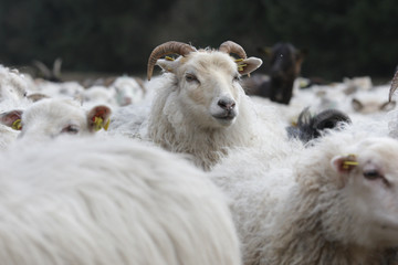 Der Schafsbock hat den &Uuml;berblick