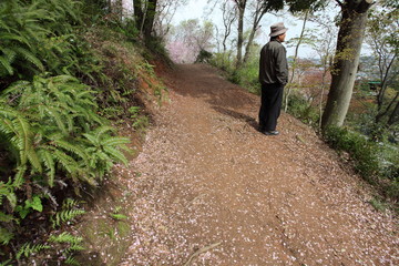 春の終わりの散歩道