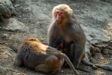 monkey on the mountain. the nyiregyhaza zoo 