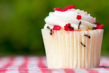 Closeup view of ants on a cupcake. There are several ants. Cupcake is on a checkered tablecloth. 