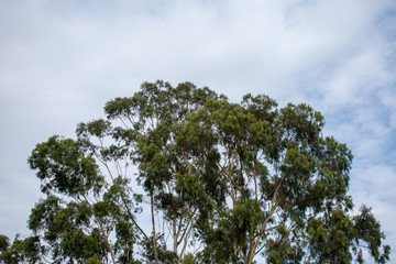 Fototapeta premium Tree in the sky