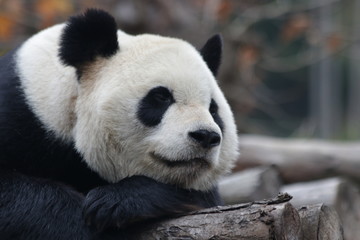 Close up Sleeping Giant Panda Face 