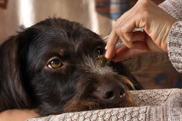 a woman cleans dog hair from the spines of burdock