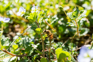 A bee in the garden