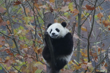 Obraz premium Sleepy Panda Cub on the Tree, Wolong China