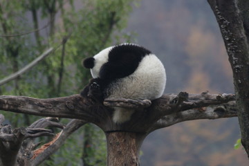 Obraz premium Funny Little Panda Sleeping on the High Tree, Wolong Giant Panda Nature Reserve, Shenshuping, China