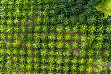 Top down aerial view of deforestation removing rainforest for palm oil plantations