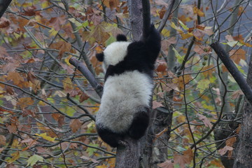 Playful Panda Cub is Having Fun on the Tree among teh Gold Leaves in Fall Season, Wolong Giant...