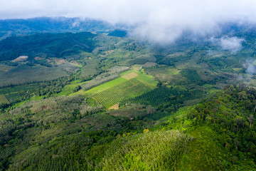Aerial drone view showing tropical rainforest deforestation to make way for palm oil and other plantations
