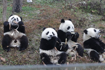 Naklejka premium A Gangs of Little Pandas are Eating Bamboo Shoots