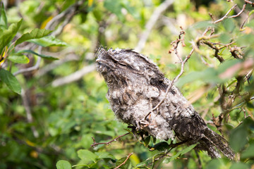 Tawny Frog Mouth