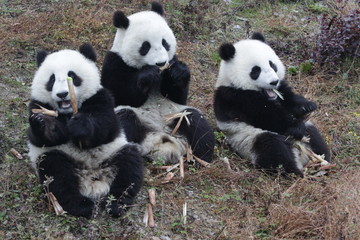A Gangs of Little Pandas are Eating Bamboo Shoots