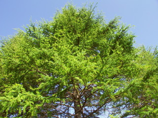 ヒマラヤスギと青空