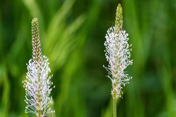 Close up white flower of Plantago in blossom