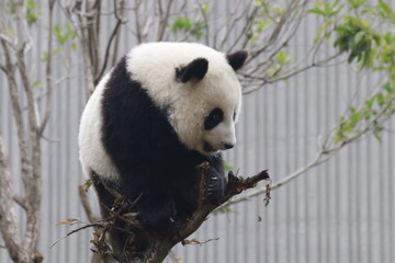 Fototapeta premium Fluffy Panda Cub on the Tree , Wolong Giant Panda Nature Reserve, Shenshuping, China