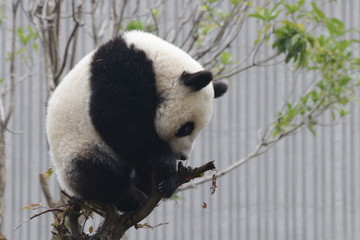 Obraz premium Fluffy Panda Cub on the Tree , Wolong Giant Panda Nature Reserve, Shenshuping, China