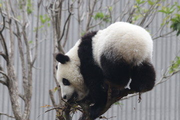 Fluffy Panda Cub on the Tree , Wolong Giant Panda Nature Reserve, Shenshuping, China