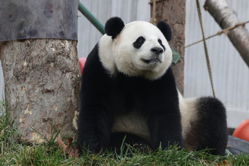 Obraz na płótnie Canvas Giant Panda, Bao Bao, Wolong Panda Base, China