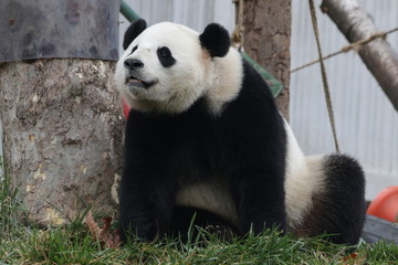 Obraz na płótnie Canvas Giant Panda, Bao Bao, Wolong Panda Base, China