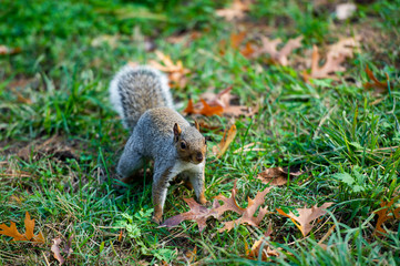 Close-up view of a beautiful squirrel looking at camera.