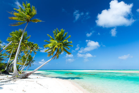 travel, seascape and nature concept - tropical beach with palm trees in french polynesia