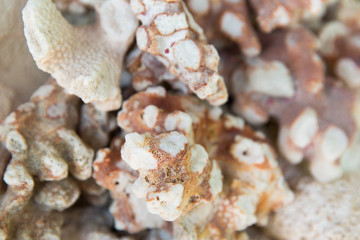invertebrate, wildlife and nature - close up of hard stony coral