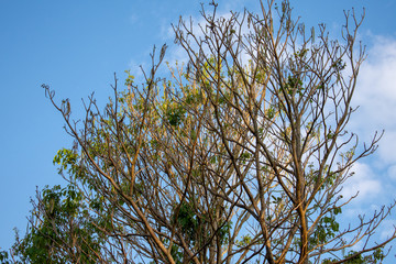 Tree in the sky