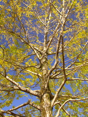 銀杏の黄葉と秋空